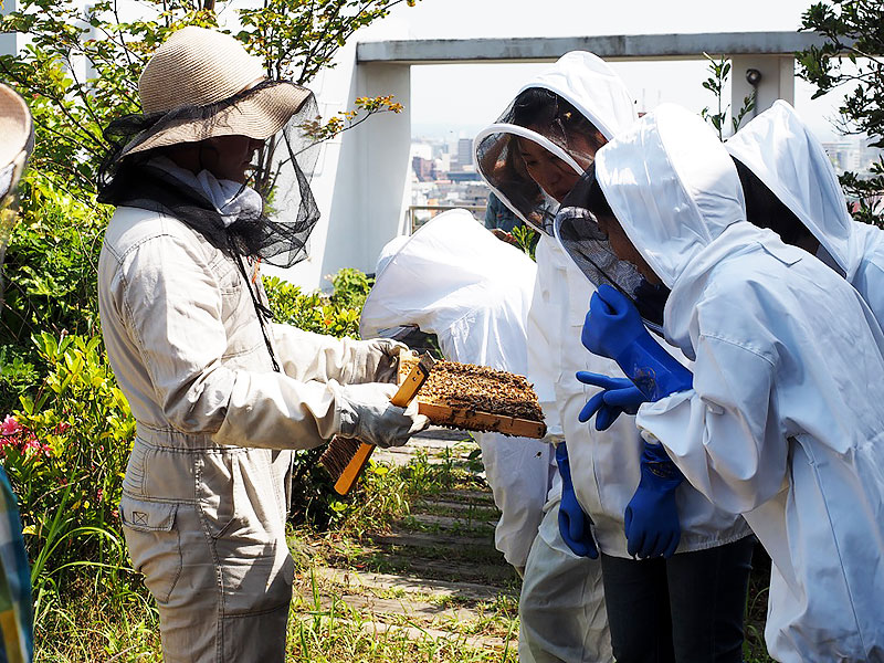西千葉キャンパスにおける養蜂の環境教育の様子